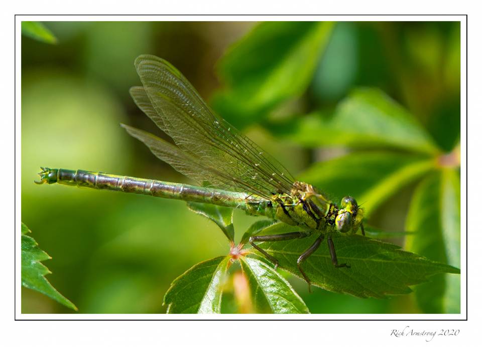 dragonfly 2a copy.jpg